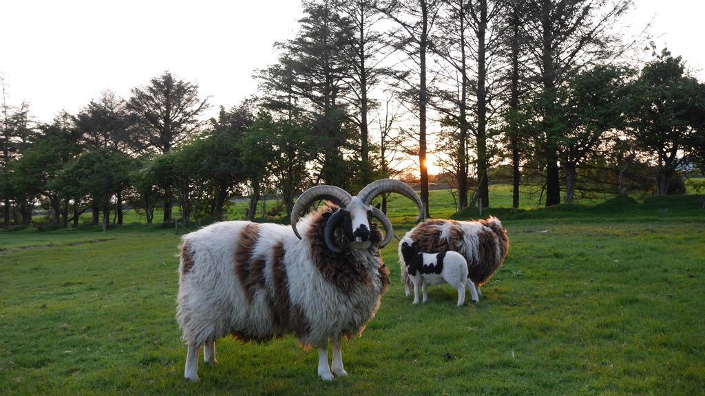 Newtown Farm Country House Ardmore  Buitenkant foto